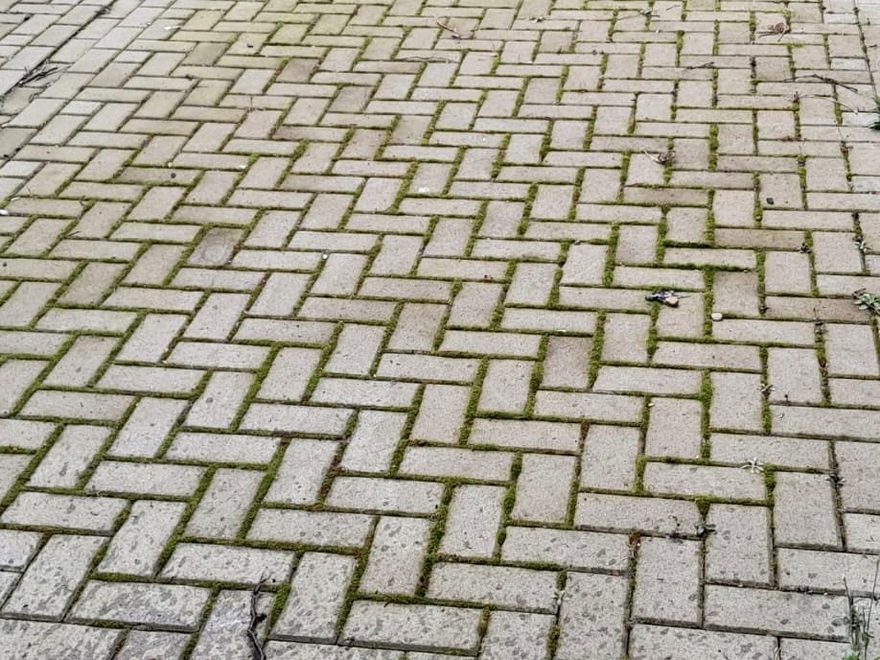 Pflasterfläche mit Moos und Unkraut in den Fugen vor der Reinigung